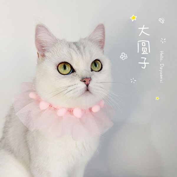 dog collars & leashes pet cat and collar adjustable pograph lace accessories style necklace supplies basic
dog collars & leashes pet cat and collar adjustable pograph lace accessories style necklace supplies basic