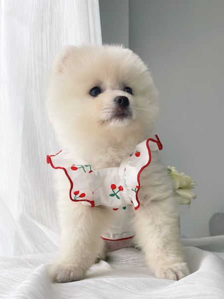 dog cloth summer thin style than bear bomei skirt small vt teddy
dog cloth summer thin style than bear bomei skirt small vt teddy