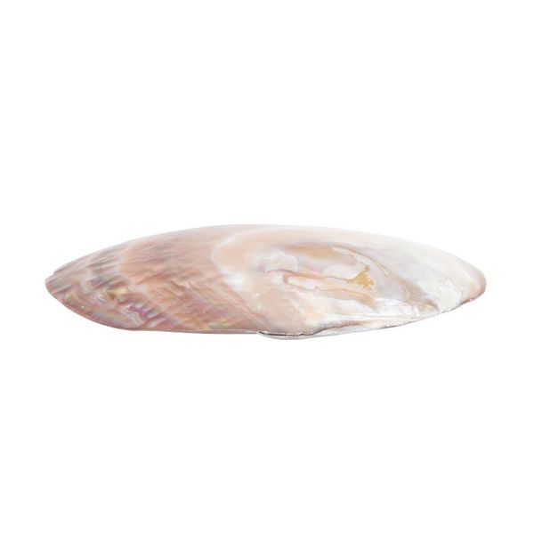 dishes & plates 1pc creative shell decoration unique plate serving tray (random color)
dishes & plates 1pc creative shell decoration unique plate serving tray (random color)