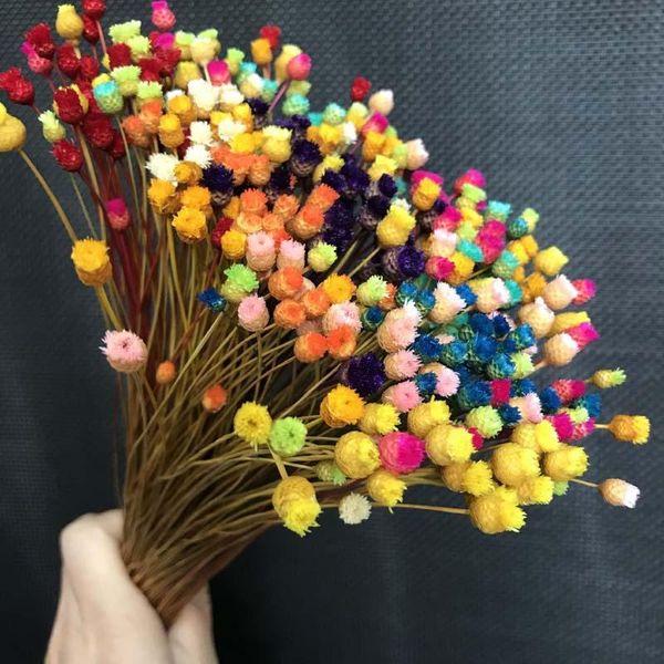decorative flowers & wreaths 200pcs/~ 0.3cm head,real dried natural mini happy flower branch,miniature dry bouquet for diy resin jewellery,h
decorative flowers & wreaths 200pcs/~ 0.3cm head,real dried natural mini happy flower branch,miniature dry bouquet for diy resin jewellery,h