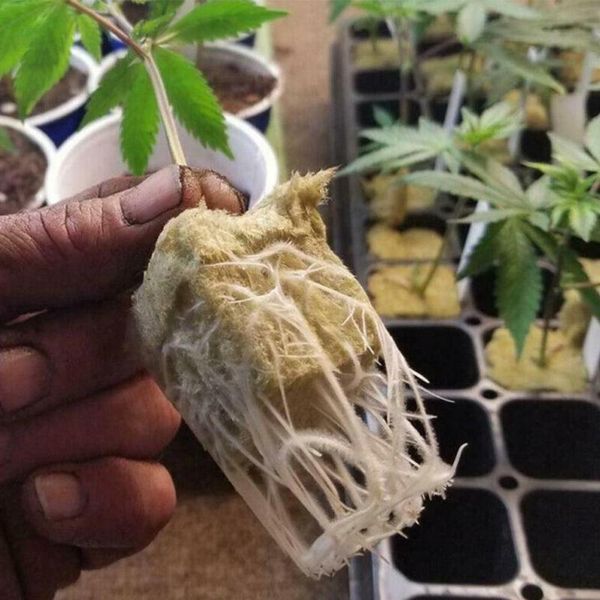 planters & pots 10/20/50 pcs rockwool soilless cultivation substrate plants starter hydroponic cube grow planting bases without soil
planters & pots 10/20/50 pcs rockwool soilless cultivation substrate plants starter hydroponic cube grow planting bases without soil