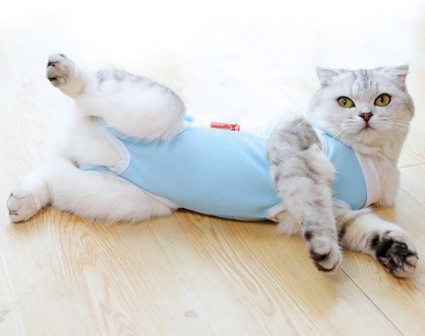 cat puppy clothes recovery suit sterilization care wipe prevent after wear anti pet licking wounds costumes
cat puppy clothes recovery suit sterilization care wipe prevent after wear anti pet licking wounds costumes