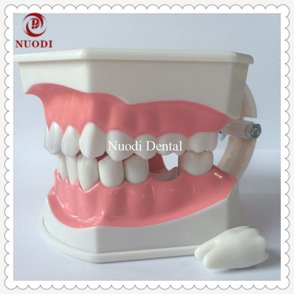 toothbrush dental care teeth model/g tooth brushing model for baby education/2times instruction
toothbrush dental care teeth model/g tooth brushing model for baby education/2times instruction