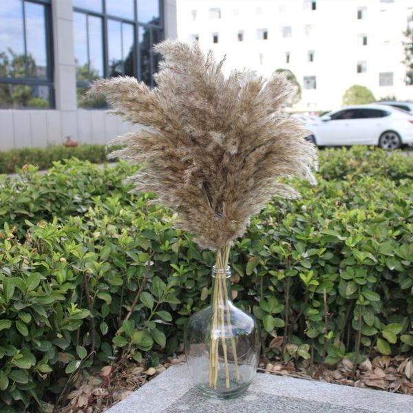 decorative flowers & wreaths 60cm pampas grass dried flower reed wedding decoration hay autumn home natural bouquet retro
decorative flowers & wreaths 60cm pampas grass dried flower reed wedding decoration hay autumn home natural bouquet retro