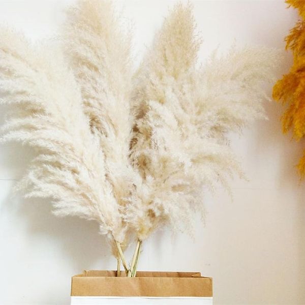 decorative flowers & wreaths extra large pampas grass 31inch fall decor natural plants dried flower reed home gift wedding bouquet european
decorative flowers & wreaths extra large pampas grass 31inch fall decor natural plants dried flower reed home gift wedding bouquet european