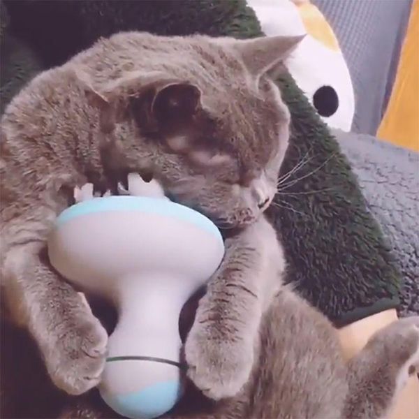 cat toys pet electric massager roller cats dogs head relaxation usb charging shiastu massage comfort manual grooming supplies home
cat toys pet electric massager roller cats dogs head relaxation usb charging shiastu massage comfort manual grooming supplies home
