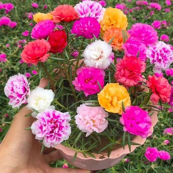 decorative flowers & wreaths colorful zinnia cosmos maidenhair impatiens hollyhock dahlia violet mint mimosa bonsai flower see-ds, (not arti
decorative flowers & wreaths colorful zinnia cosmos maidenhair impatiens hollyhock dahlia violet mint mimosa bonsai flower see-ds, (not arti