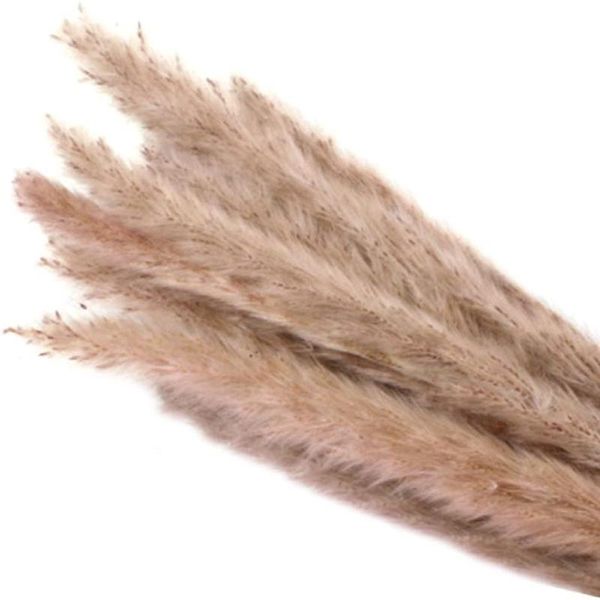 decorative flowers & wreaths 15pc natural dryness wedding bouquet is a favorite color within the dried pampas grass decor flower #10
decorative flowers & wreaths 15pc natural dryness wedding bouquet is a favorite color within the dried pampas grass decor flower #10