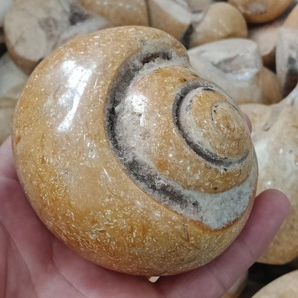 decorative objects & figurines dhxyzb 100-750g natural shell trochid fossil healing chakra reiki gem mineral specimen energy stone colle
decorative objects & figurines dhxyzb 100-750g natural shell trochid fossil healing chakra reiki gem mineral specimen energy stone colle