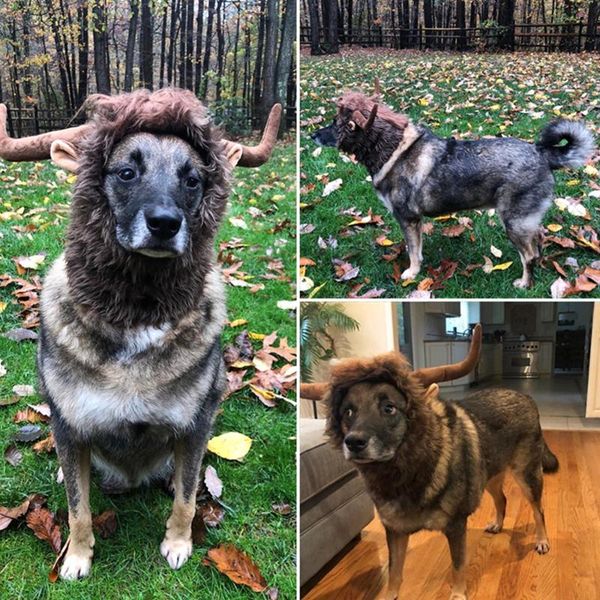cat costumes realistic lion wig dog costume fancy hair holiday party entertainment pet headdress hat mane
cat costumes realistic lion wig dog costume fancy hair holiday party entertainment pet headdress hat mane
