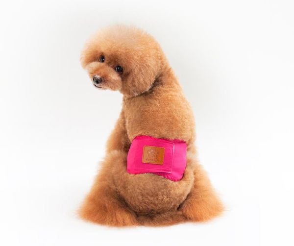 dog apparel the physiological pants small and medium dogs stylish striped stretch soft 100% cotton fabrics
dog apparel the physiological pants small and medium dogs stylish striped stretch soft 100% cotton fabrics