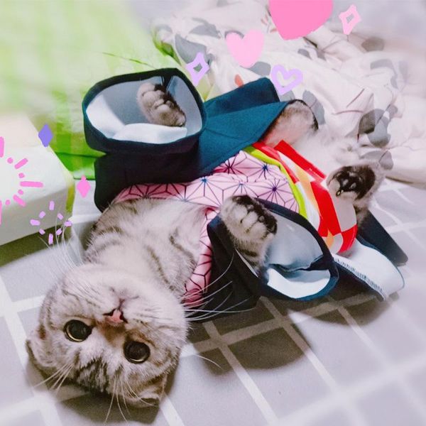 cat costumes anime demon slayer kimetsu no yaiba cats cloak fashion pet costume cozy cape cartoon small dog cos ninja sweatshirt outfit
cat costumes anime demon slayer kimetsu no yaiba cats cloak fashion pet costume cozy cape cartoon small dog cos ninja sweatshirt outfit