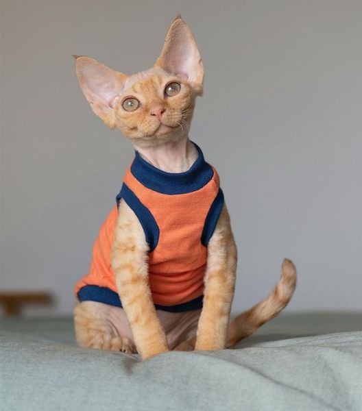 solid hairless cat clothes sphinx deven breathable soft pet vest cotton summer siamese sleeveless clothing 03 costumes
solid hairless cat clothes sphinx deven breathable soft pet vest cotton summer siamese sleeveless clothing 03 costumes