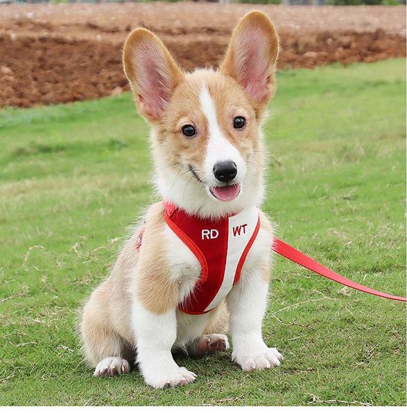 dog collars & leashes pet harness accessories, vest traction belt set, fashionable and flexible
dog collars & leashes pet harness accessories, vest traction belt set, fashionable and flexible