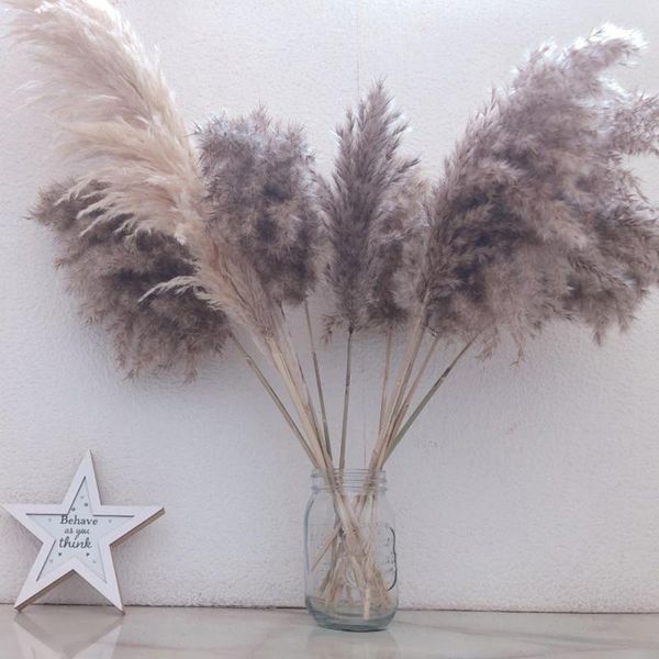 decorative flowers & wreaths 20pcs wedding decoration phragmites pampas grass large real natural dried plants flower family bouquet arrangem
decorative flowers & wreaths 20pcs wedding decoration phragmites pampas grass large real natural dried plants flower family bouquet arrangem