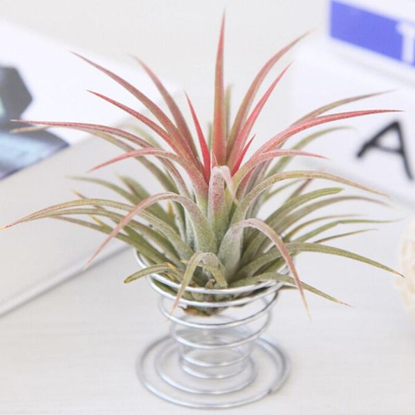 planters & pots 2021 sell metal spring air plant holder hanging rack stand containers flower balcony decor silver base
planters & pots 2021 sell metal spring air plant holder hanging rack stand containers flower balcony decor silver base