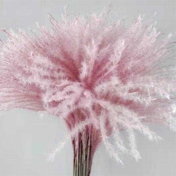 decorative flowers & wreaths 20pcs wedding decor flower pink pampas grass natural dry bunch homestay prop
decorative flowers & wreaths 20pcs wedding decor flower pink pampas grass natural dry bunch homestay prop