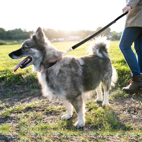 dog collars & leashes pet leash in harness and collar reflective nylon walking training lead rope for large dogs puppy big supplies
dog collars & leashes pet leash in harness and collar reflective nylon walking training lead rope for large dogs puppy big supplies