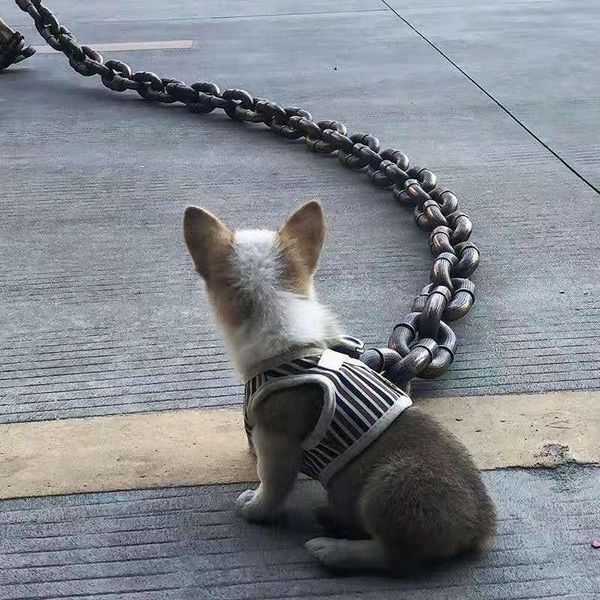 dog chain funny laugh super long plastic foam simulation big iron walking traction rope collars & leashes
dog chain funny laugh super long plastic foam simulation big iron walking traction rope collars & leashes