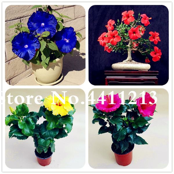 100 pcs seeds garden supplies giant hibiscus flower bonsai hardy yard plant gift girl kid the budding rate 95% aerobic germination rate 98%
100 pcs seeds garden supplies giant hibiscus flower bonsai hardy yard plant gift girl kid the budding rate 95% aerobic germination rate 98%