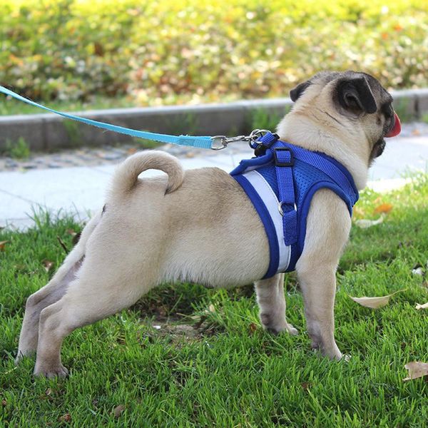 dog collars & leashes pet chest strap reflective adjustable harness small and medium-sized teddy vest-style traction belt
dog collars & leashes pet chest strap reflective adjustable harness small and medium-sized teddy vest-style traction belt