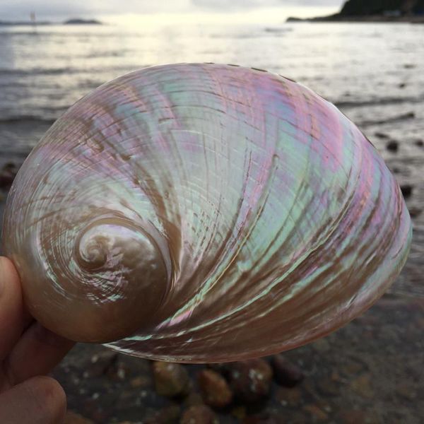 1pcs polished abalone shell conch home decoration aquarium landscaping wedding landscape crafts soap holder lucky novelty items
1pcs polished abalone shell conch home decoration aquarium landscaping wedding landscape crafts soap holder lucky novelty items