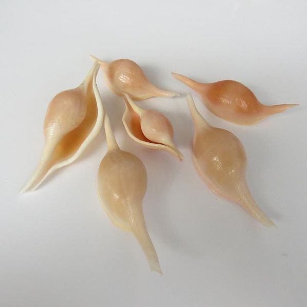 novelty items 1pc natural shell sea conch snail fish tank aquarium decorations nautical spiral seashell
novelty items 1pc natural shell sea conch snail fish tank aquarium decorations nautical spiral seashell
