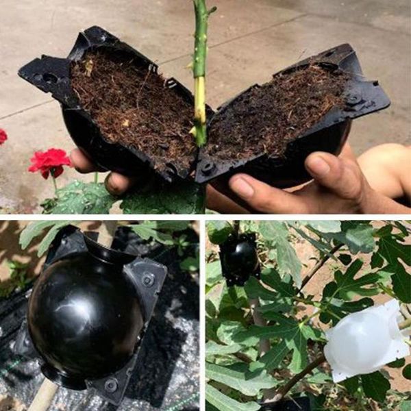 planters & pots 5pcs plant rooting ball grafting growing box breeding case root for garden 5/8cm in diameter.
planters & pots 5pcs plant rooting ball grafting growing box breeding case root for garden 5/8cm in diameter.