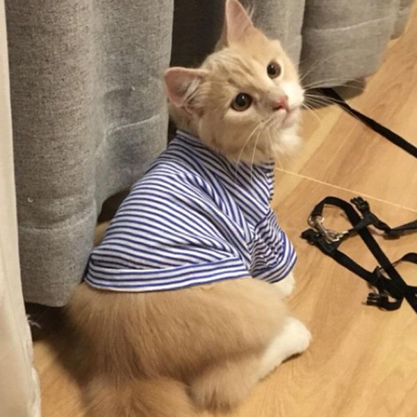 cat costumes cute stripe pet vest shirt summer cotton clothing clothes for cats outfit pets animals kedi katten ropa para gatos
cat costumes cute stripe pet vest shirt summer cotton clothing clothes for cats outfit pets animals kedi katten ropa para gatos
