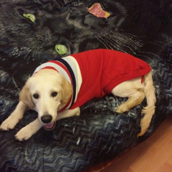dog apparel bibss pet sweater lovely puppy clothes for woolen knitted coat cat 8 sizes chihuahua costume small
dog apparel bibss pet sweater lovely puppy clothes for woolen knitted coat cat 8 sizes chihuahua costume small