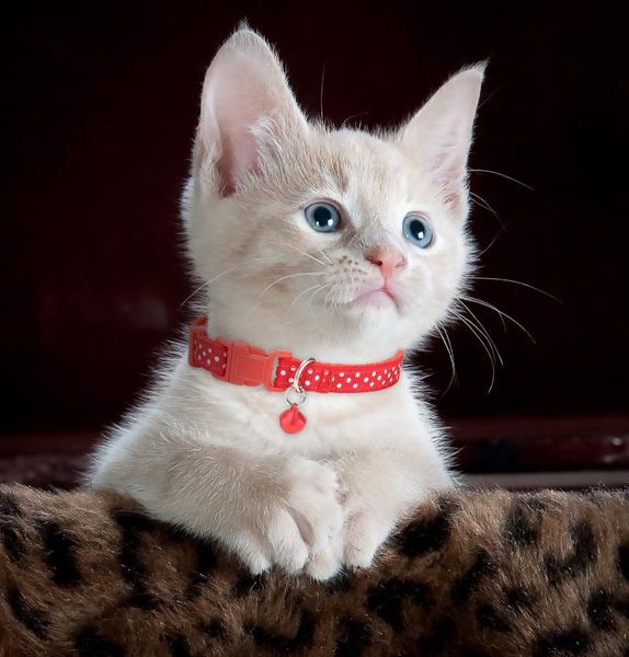 cat collars & leads excellent elite spanker pet cute bells small collar polka dot pets supplies
cat collars & leads excellent elite spanker pet cute bells small collar polka dot pets supplies