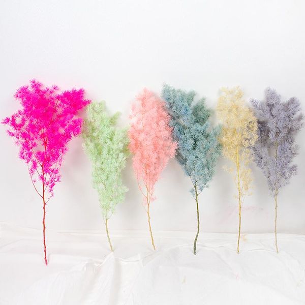 decorative flowers & wreaths natural colorful penglai song preserved asparagus myriocladus for home decor
decorative flowers & wreaths natural colorful penglai song preserved asparagus myriocladus for home decor