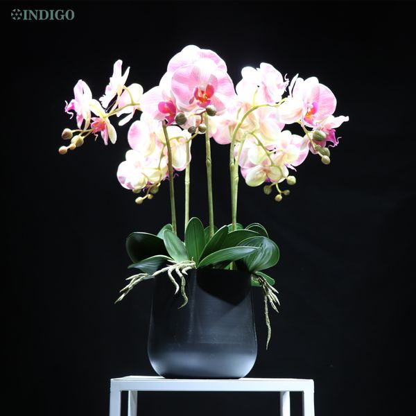 pink orchids diy flower arrangment bonsai (5 orchid +5 leaves+moss +pot) phalaenopsis table centerpiece home decoration indigo
pink orchids diy flower arrangment bonsai (5 orchid +5 leaves+moss +pot) phalaenopsis table centerpiece home decoration indigo