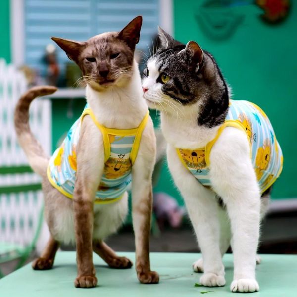 cat costumes classic sphynx puppy pet clothes for cats summer vest blue stripe print hairless
cat costumes classic sphynx puppy pet clothes for cats summer vest blue stripe print hairless