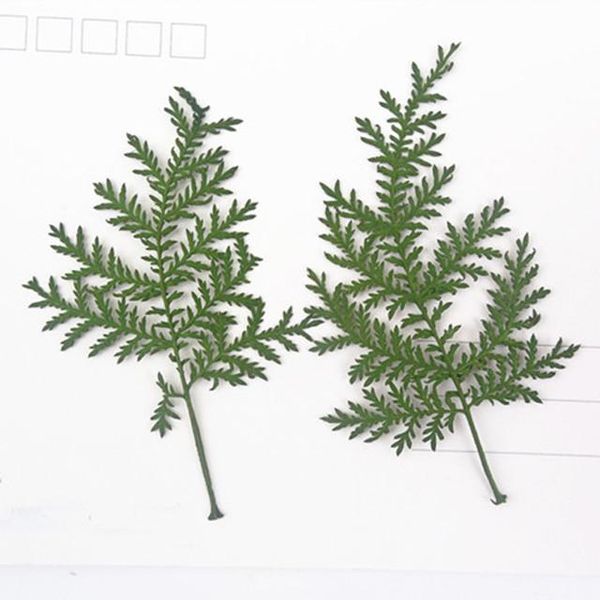 decorative flowers & wreaths dye green artemisia natural dried vegetation specimen for diy christmas card 120pcs
decorative flowers & wreaths dye green artemisia natural dried vegetation specimen for diy christmas card 120pcs