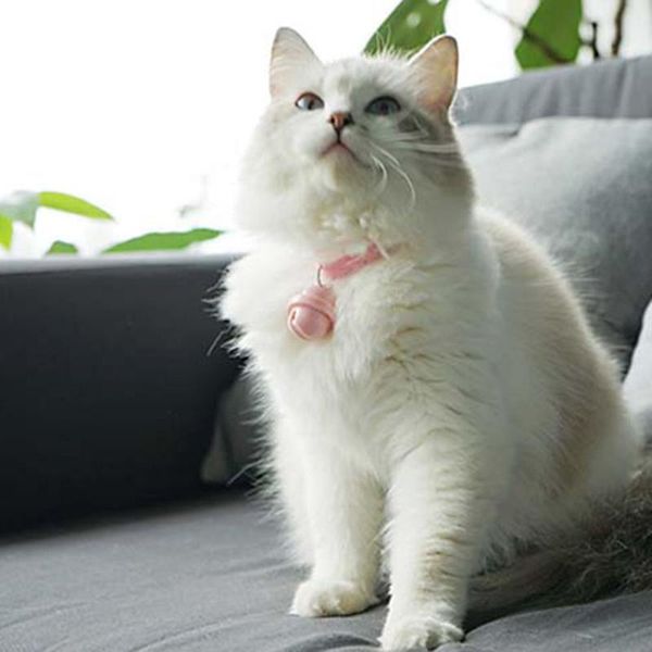 cat collars & leads infrared funny sticks bell toys lights pet leash collar harness lead supplies
cat collars & leads infrared funny sticks bell toys lights pet leash collar harness lead supplies