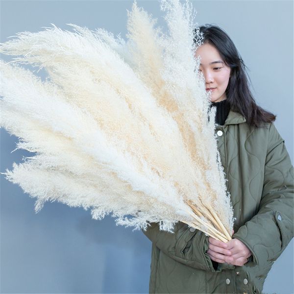 55-60cm natural dryness wedding bouquet big pampas grass fluffy tall dried flower ceremony modern home christmas decoration vase
55-60cm natural dryness wedding bouquet big pampas grass fluffy tall dried flower ceremony modern home christmas decoration vase