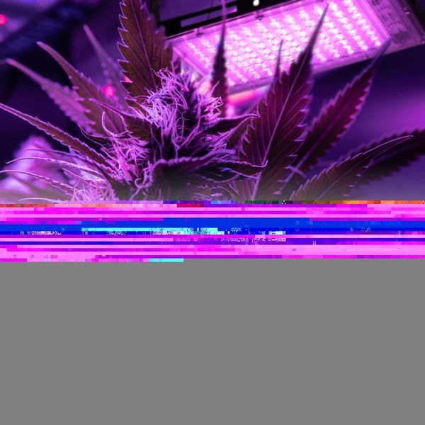 grow light ac220v 50w 100w led full spectrum phyto lamp for plants greenhouse hydroponic growth lighting lights
grow light ac220v 50w 100w led full spectrum phyto lamp for plants greenhouse hydroponic growth lighting lights