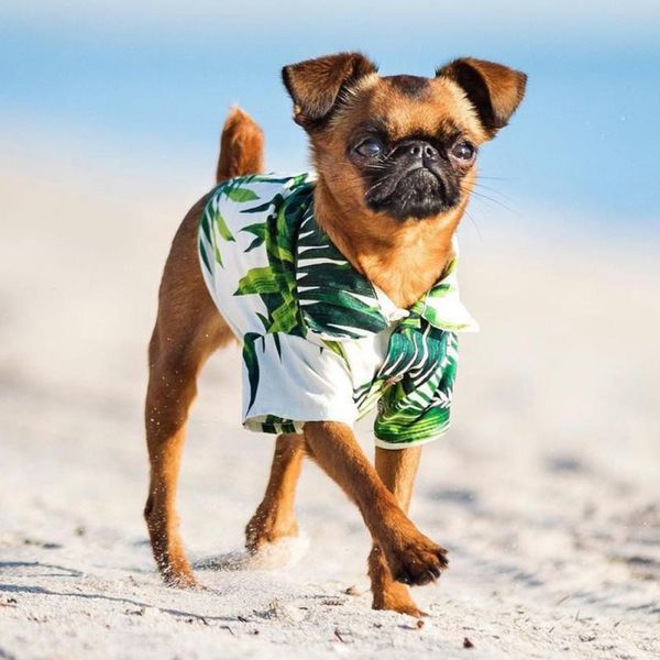 dog apparel hawaiian pet t-shirts vest clothes funny for small medium puppy cats cool costume spring summer autumn short sleeve
dog apparel hawaiian pet t-shirts vest clothes funny for small medium puppy cats cool costume spring summer autumn short sleeve