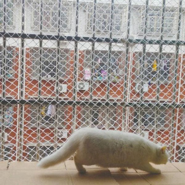 kennels & pens pet fence safety net balcony railing stairs protection rail against falling kids bed playground netting protect supply.
kennels & pens pet fence safety net balcony railing stairs protection rail against falling kids bed playground netting protect supply.