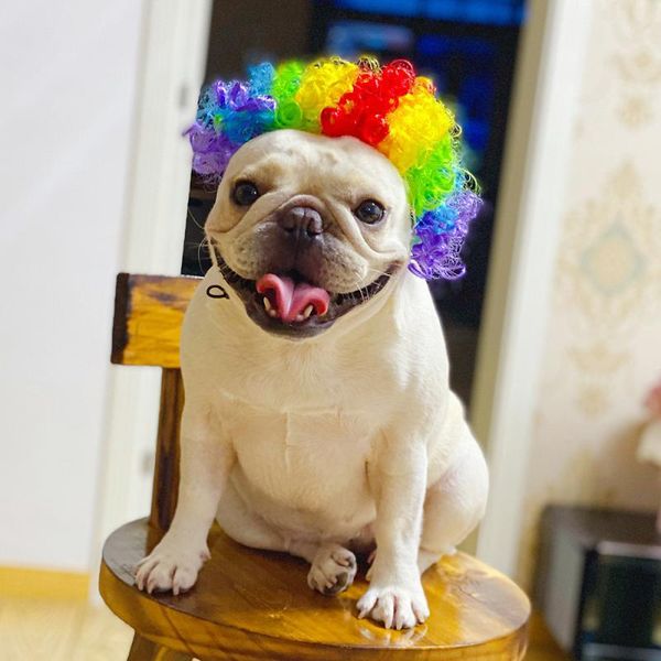 dog apparel fashion funny cosplay wig for small dogs pet supplies dance accessories decorative hair cat costume
dog apparel fashion funny cosplay wig for small dogs pet supplies dance accessories decorative hair cat costume