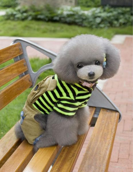 cute winter pet dog four-legs cotton clothes bear stripe warm jumpsuits for dogs chihuahua costume apparel
cute winter pet dog four-legs cotton clothes bear stripe warm jumpsuits for dogs chihuahua costume apparel