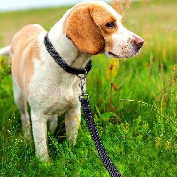 reflective dog nylon leash with soft padded handle for training walking lead sdf-ship collars & leashes
reflective dog nylon leash with soft padded handle for training walking lead sdf-ship collars & leashes