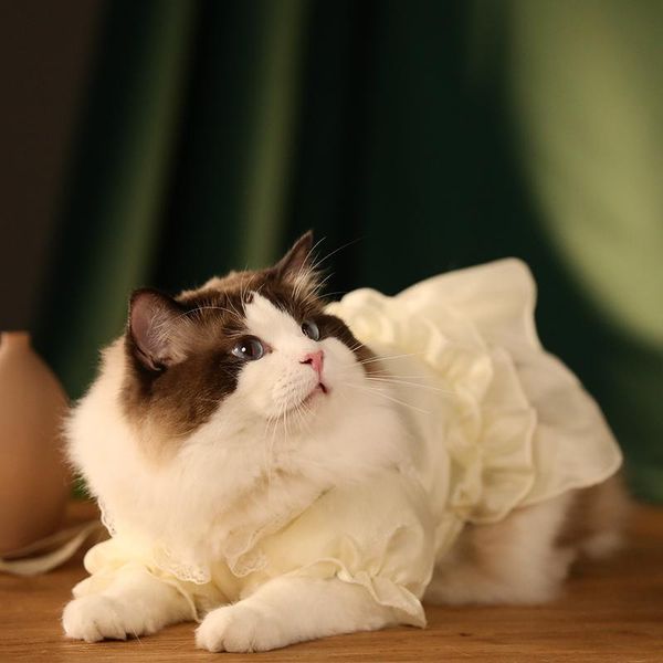 fresh little princess cat skirt clothes thin anti-hair loss pet kitten puppet cute spring and summer costumes
fresh little princess cat skirt clothes thin anti-hair loss pet kitten puppet cute spring and summer costumes
