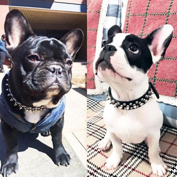 dog collars & leashes brand funny pet pu leather collar rivets self-protection adjustable spiked studded puppy small
dog collars & leashes brand funny pet pu leather collar rivets self-protection adjustable spiked studded puppy small