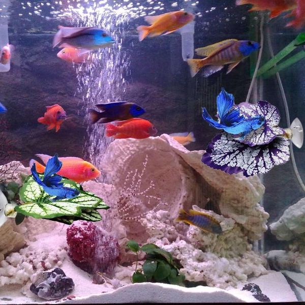 decorations 50lb betta fish leaf pad with suction cup hammock simulating habitat realistic resting spot rest bed aquariums tank
decorations 50lb betta fish leaf pad with suction cup hammock simulating habitat realistic resting spot rest bed aquariums tank