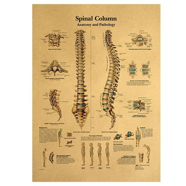 retro human body structure diagram back spine nerve poster home decor kraft paper wall sticker 42x30cm stickers
retro human body structure diagram back spine nerve poster home decor kraft paper wall sticker 42x30cm stickers