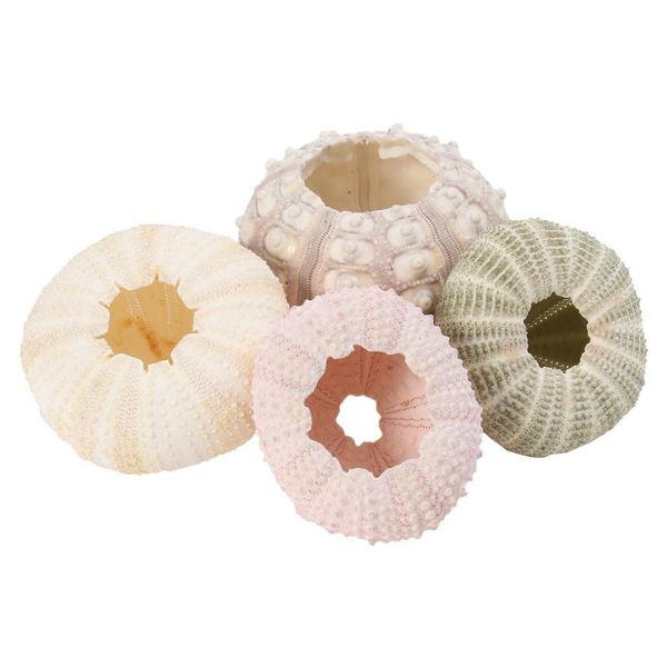 4pcs creative sea urchin ornaments tillandsia cultivation containers diy planting pots for home shop office novelty items
4pcs creative sea urchin ornaments tillandsia cultivation containers diy planting pots for home shop office novelty items