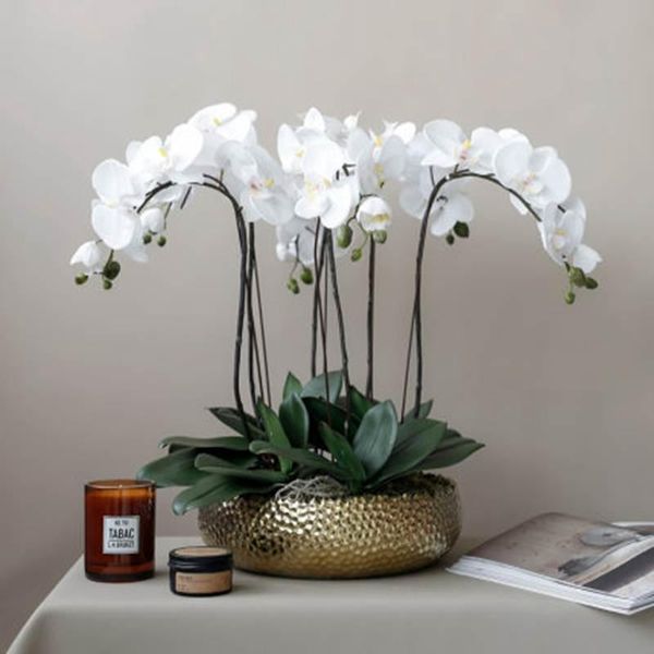 decorative flowers & wreaths wicca 1pc real touch phalaenopsis leaf orchid artificial material flower decoration leaves
decorative flowers & wreaths wicca 1pc real touch phalaenopsis leaf orchid artificial material flower decoration leaves