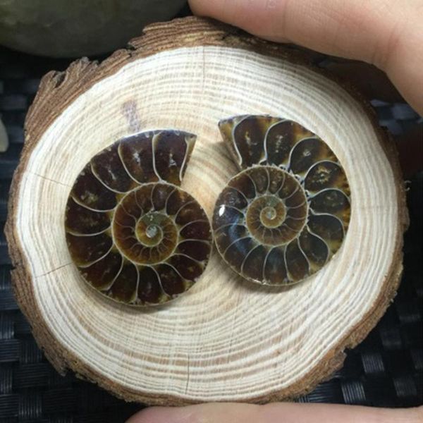 decorations 1pair brown of split ammonite fossil specimen shell healing decoration madagascar natural stones and minerals decorate diy items
decorations 1pair brown of split ammonite fossil specimen shell healing decoration madagascar natural stones and minerals decorate diy items